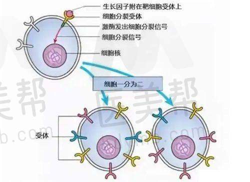 安徽维多利亚整形外科医院的综合评价